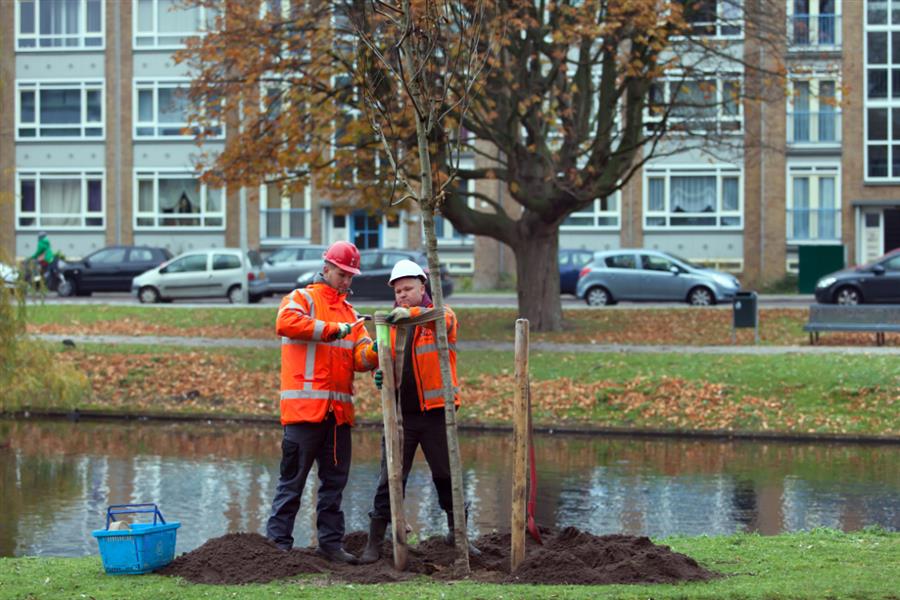 Bericht Plantseizoen aangebroken: We planten 2.450 bomen in de stad! bekijken
